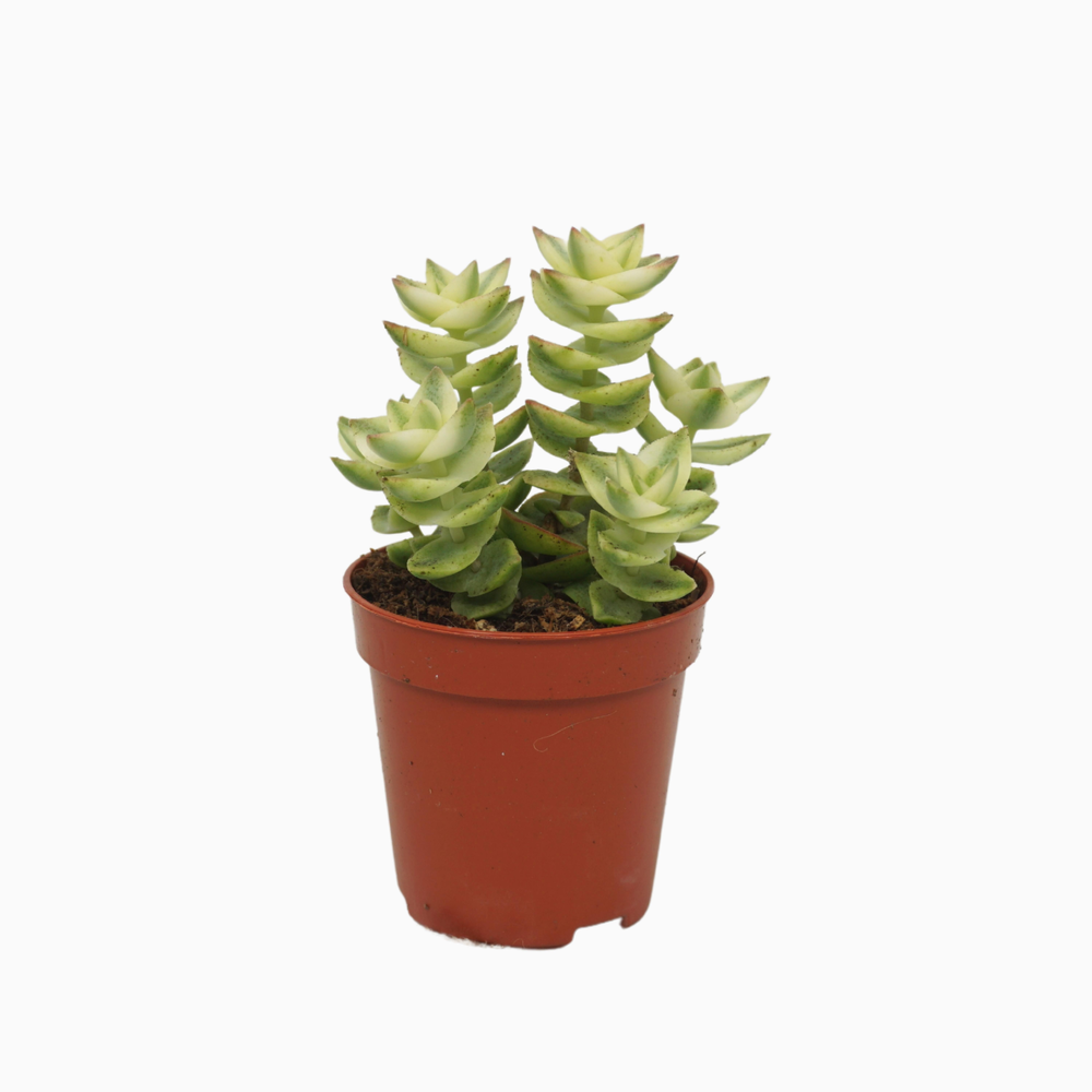 Crassula perforata variegata 5,5 cm.