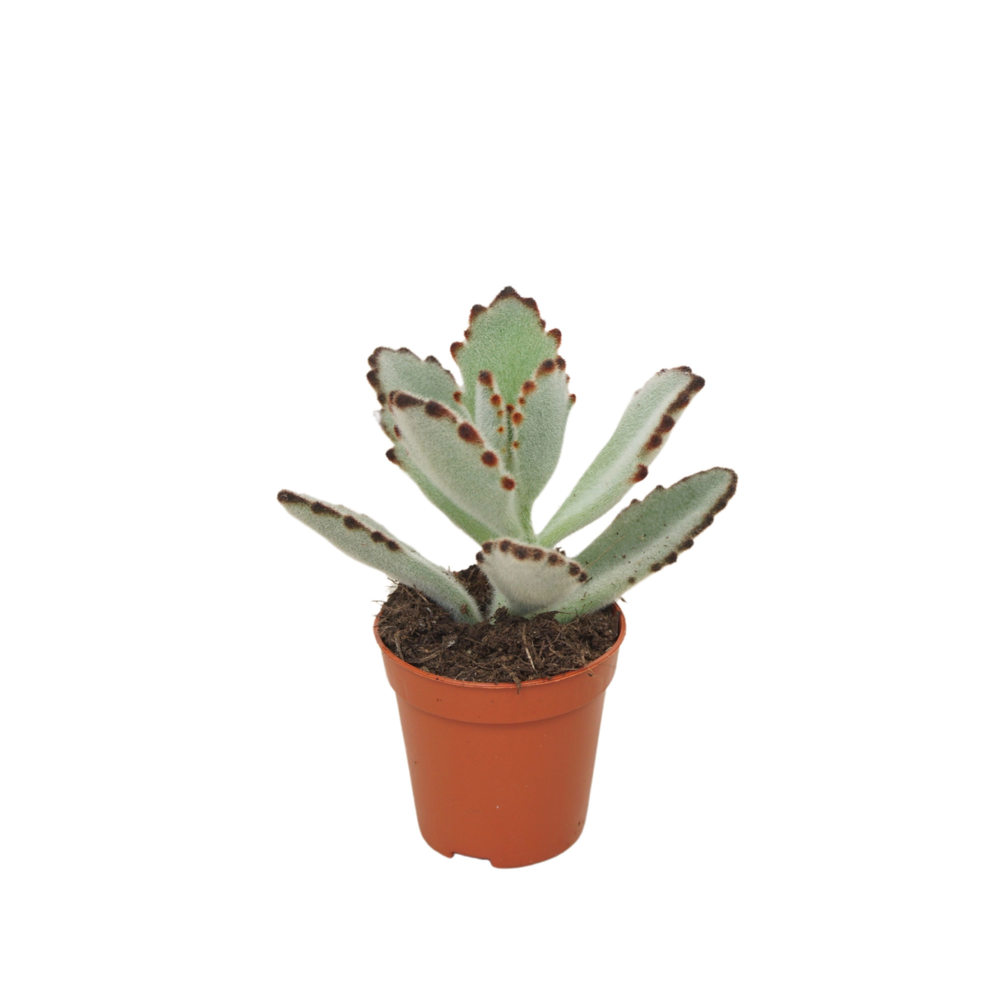 Kalanchoë tomentosa 5,5 cm.
