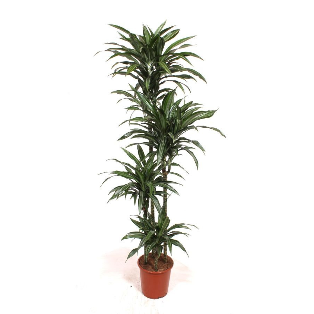 Dracaena Ulises 120-90-60-30.