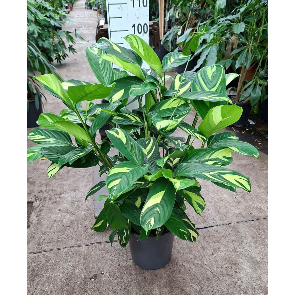 Ctenanthe Pilosa 'Golden Mosaic'.