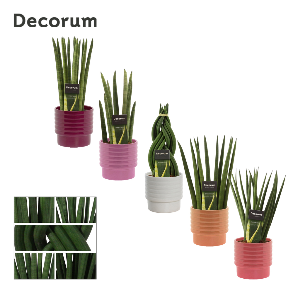 Sansevieria cylindrica 12 cm mix in Naemi (Natural.