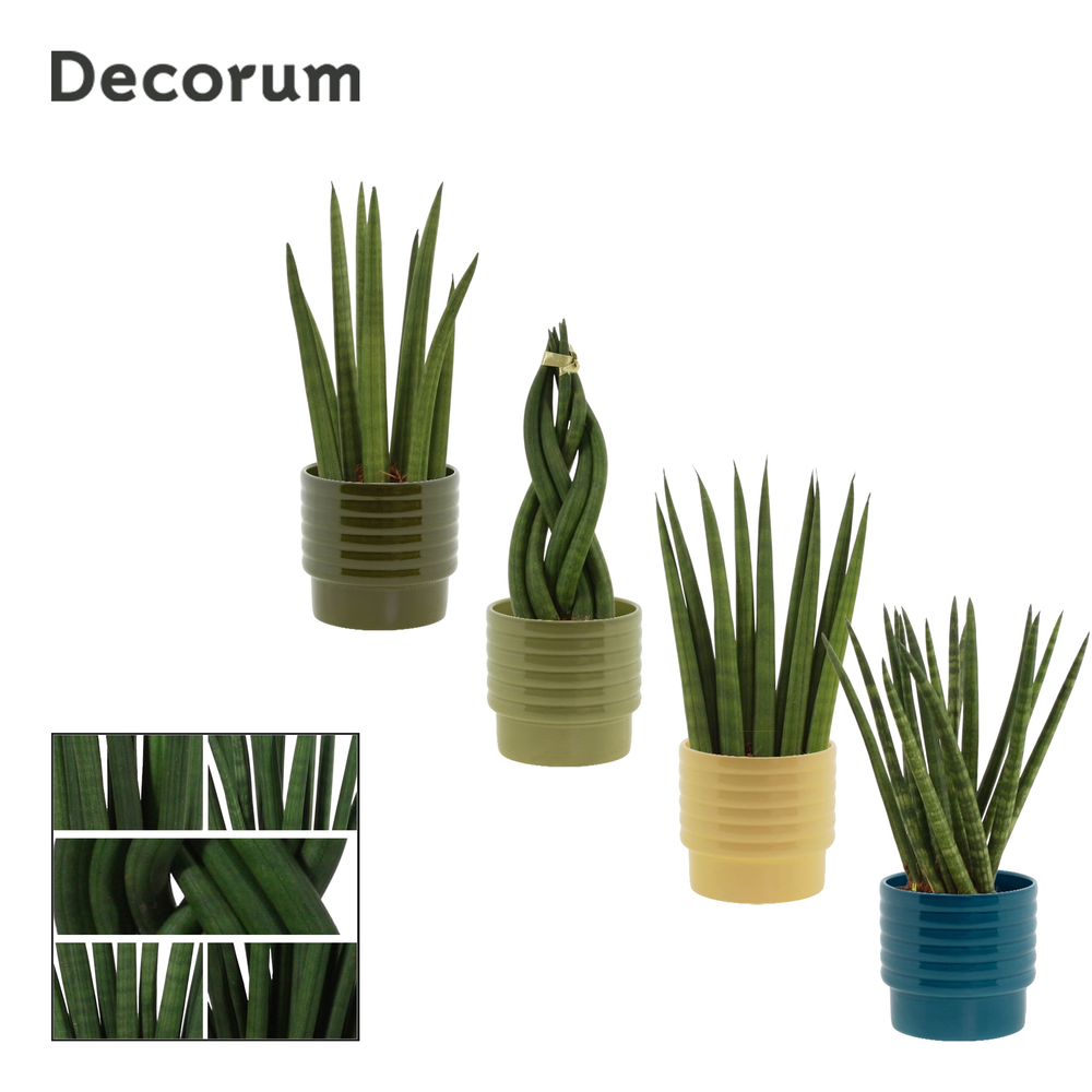 Sansevieria Cylindrica 9 cm mix in Naemi (Tasty bu.