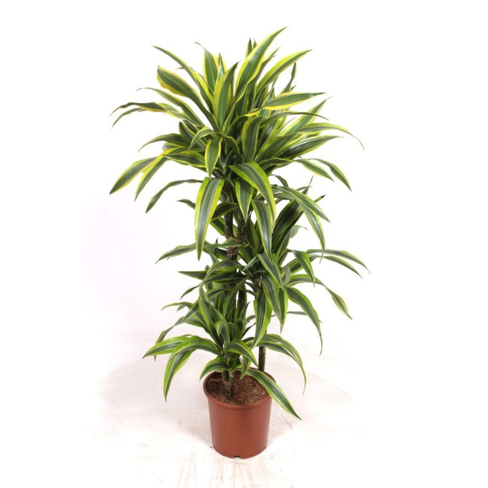 Dracaena Lemon Lime 60-30-15.