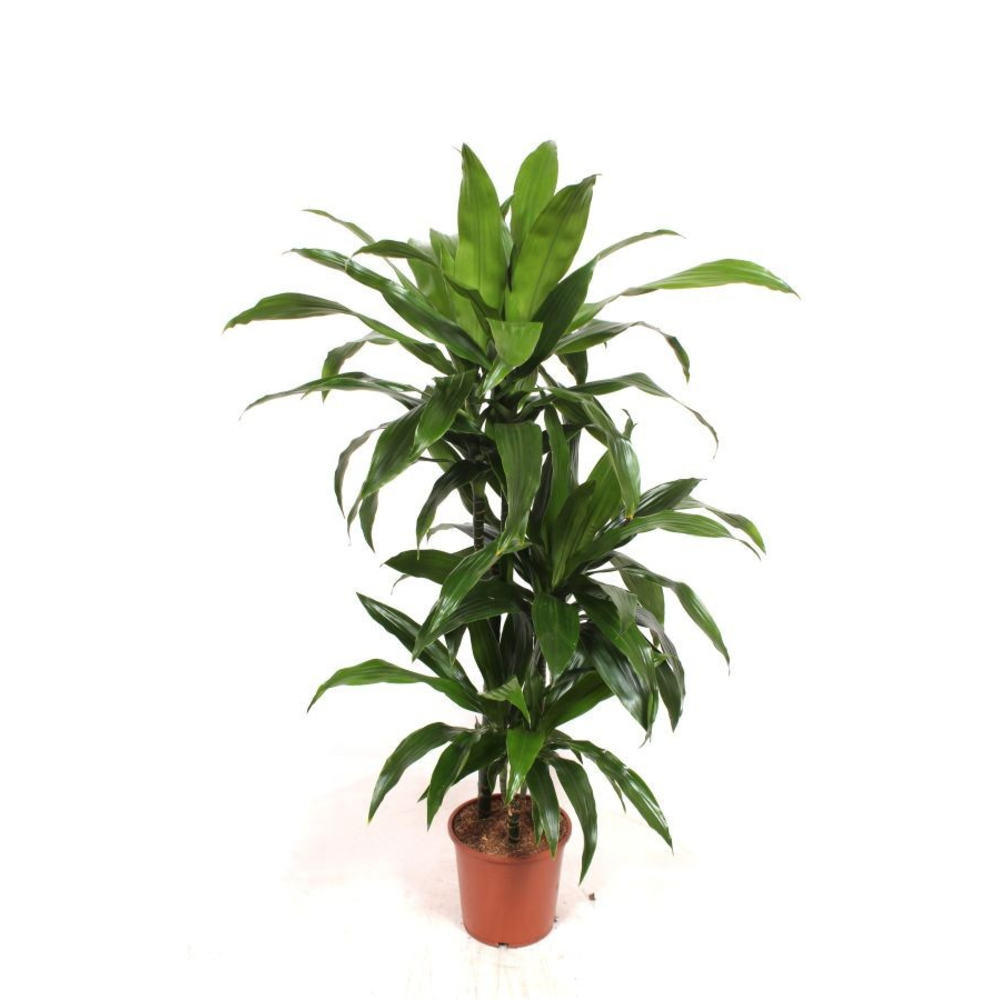 Dracaena Janet Craig 60-30-15.