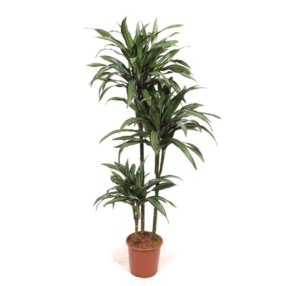 Dracaena Ulises 90-60-30.