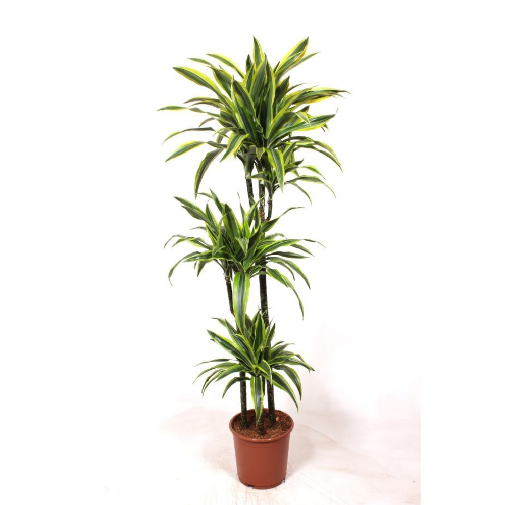 Dracaena Lemon Lime 90-60-30.