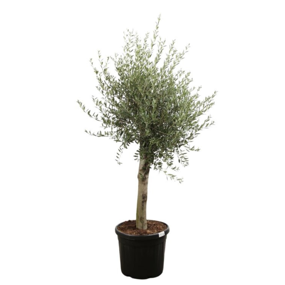 olea europaea.