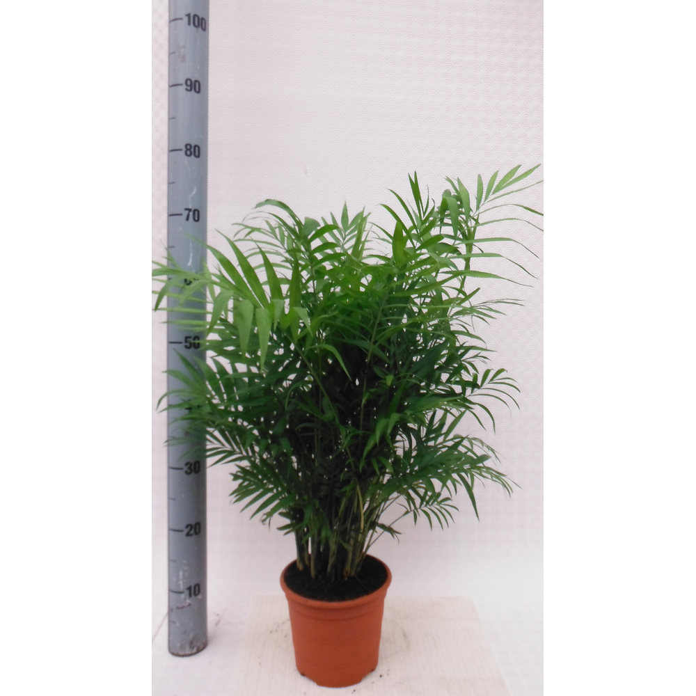 Chamaedorea elegans.