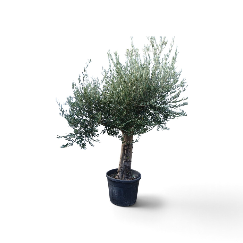 olea europaea.