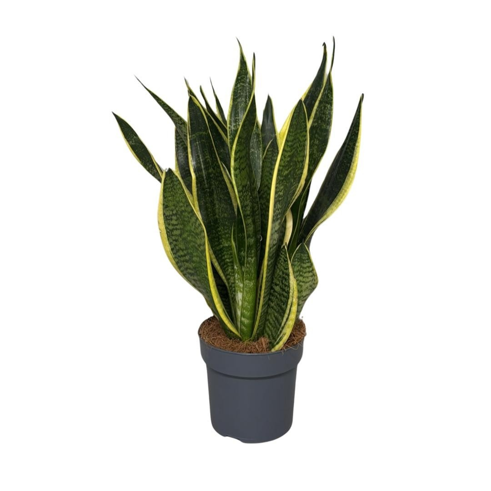 Sansevieria Superba.