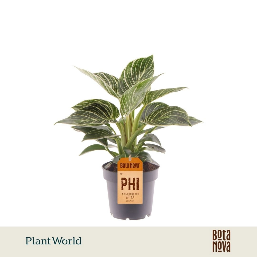 Philodendron Birkin.