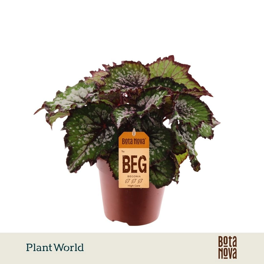Begonia rex Bostella.