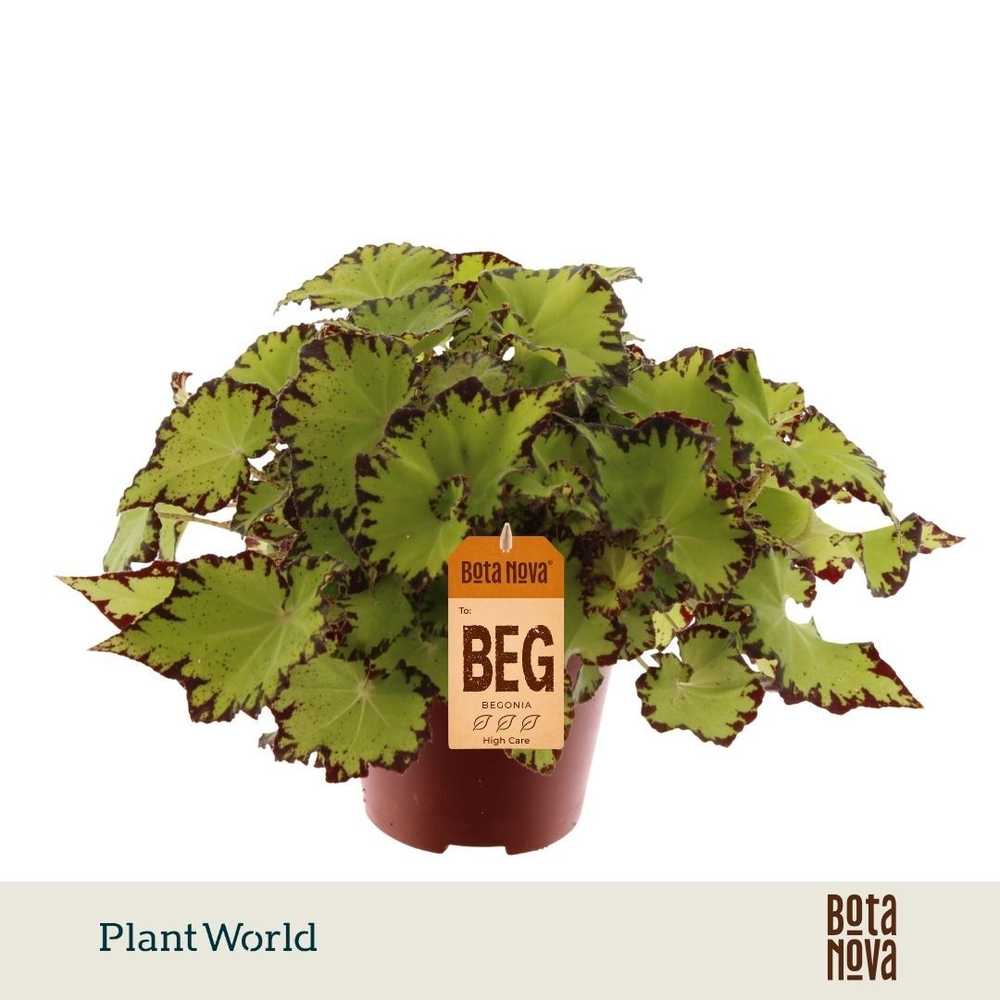 Begonia rex Jive.