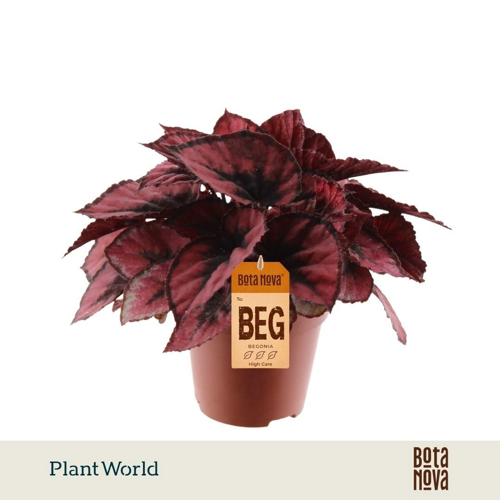 Begonia rex Red Kiss.