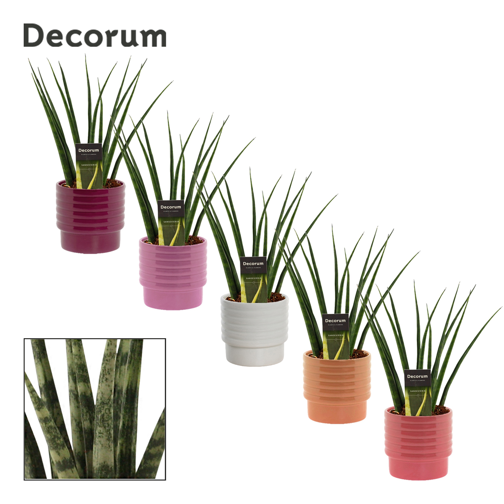 Sansevieria fernwood 12 cm in Naemi (Natural bubbl.