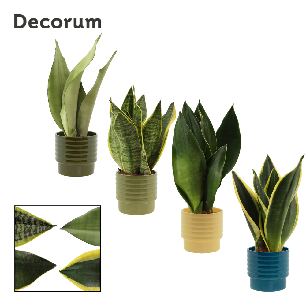 Sansevieria Super mix 9 cm in Naemi (Tasty bubble-.