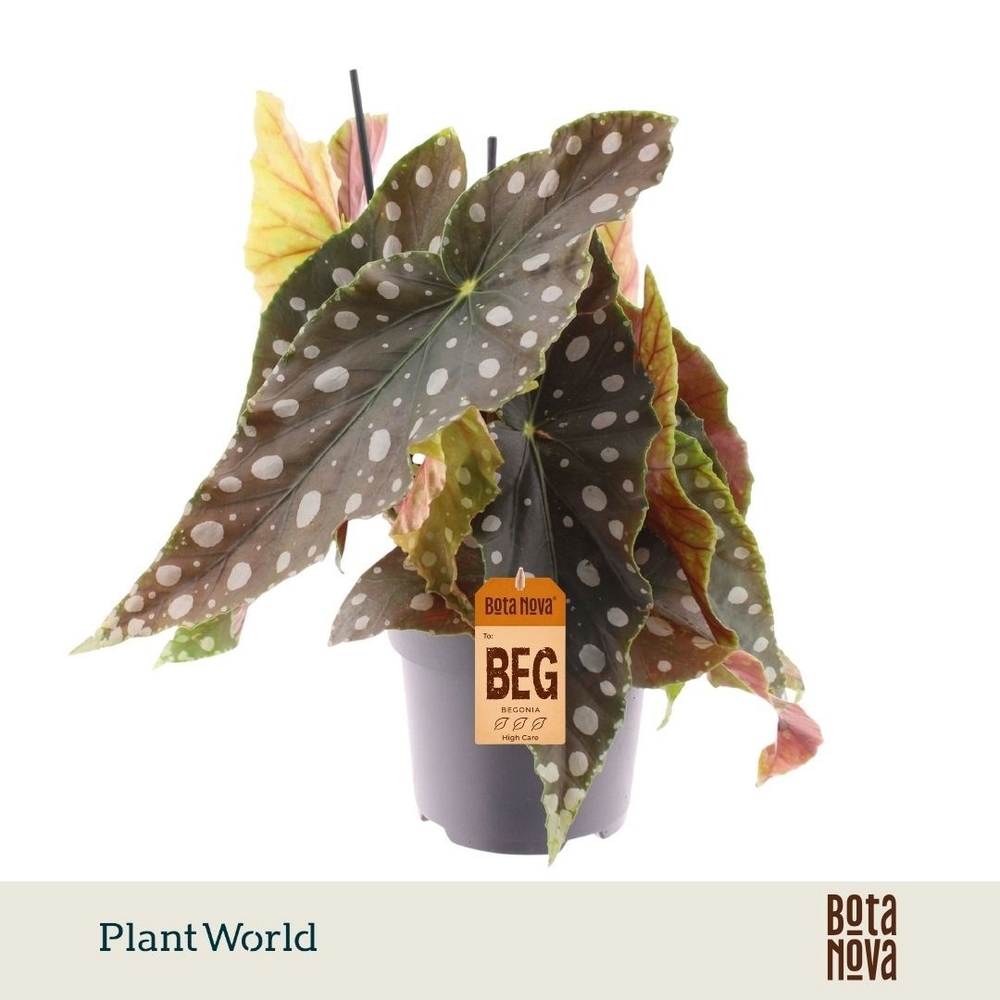 Begonia Maculata Mega Dot XL.