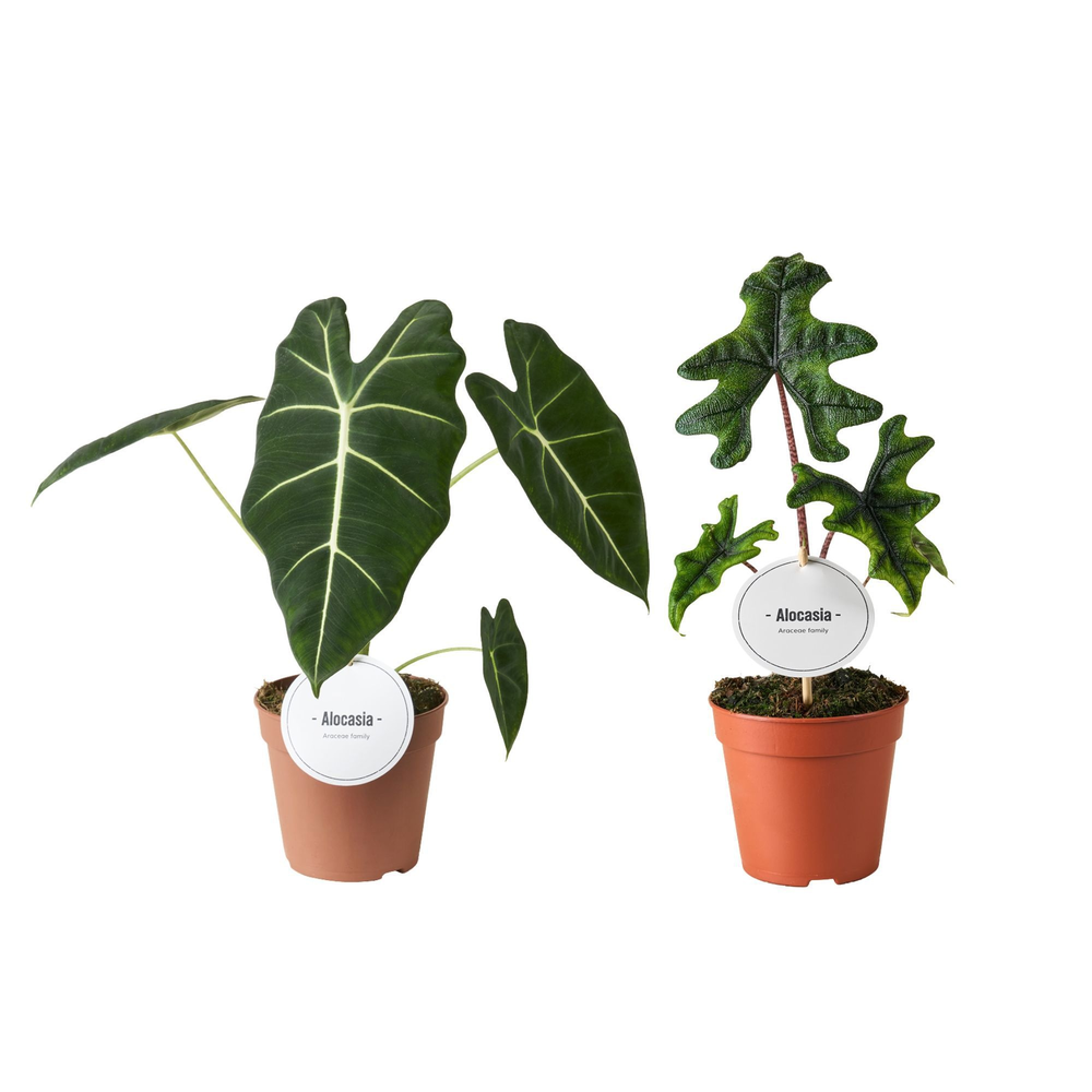 Alocasia Mix Hoog.