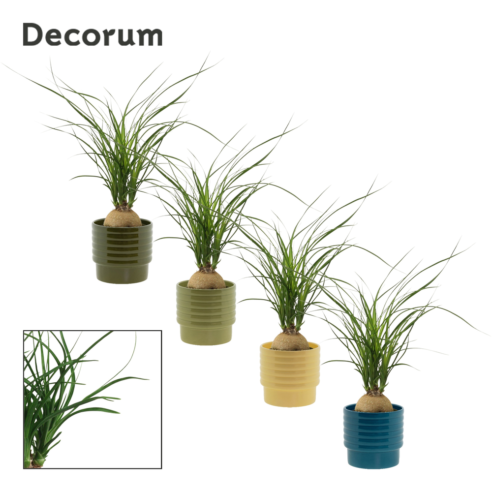 Beaucarnea bol 9 cm in Naemi (Tasty bubble-collect.