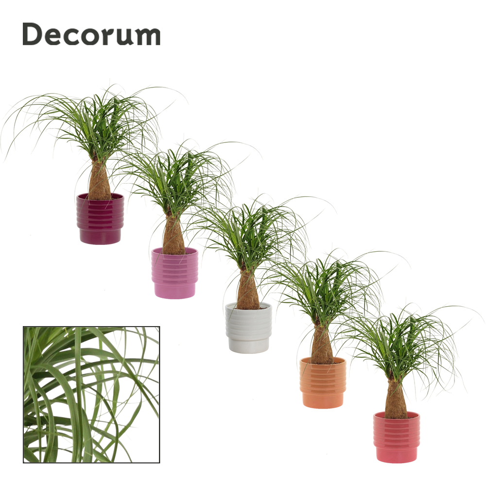 Beaucarnea recht 12 cm in Naemi (Natural bubble-co.