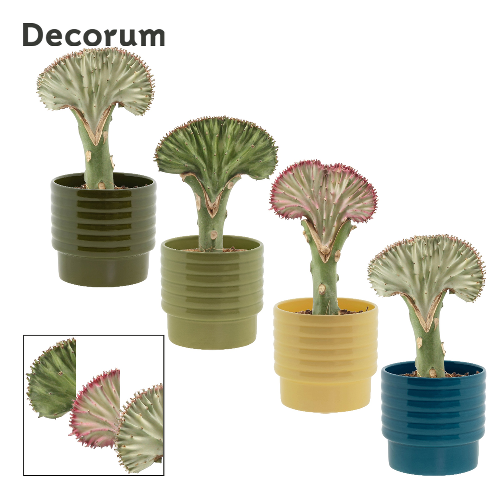 Euphorbia Lactea 9 cm in Naemi (Tasty bubble-colle.