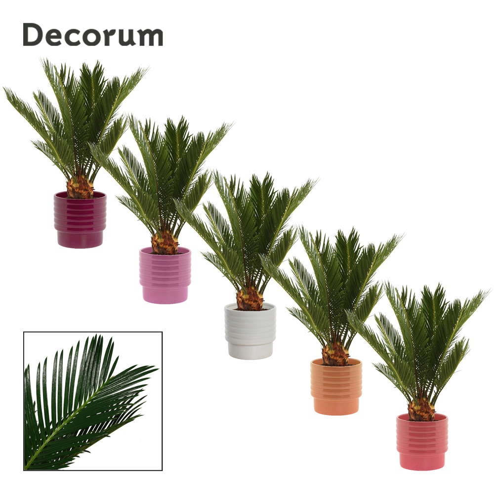 Cycas revoluta 12 cm, 6+ veren in Naemi (Natural b.