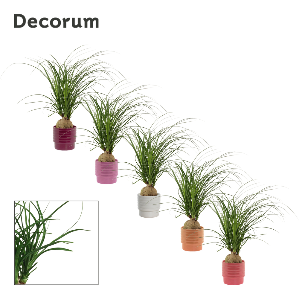 Beaucarnea bol 12 cm in Naemi (Natural bubble-coll.