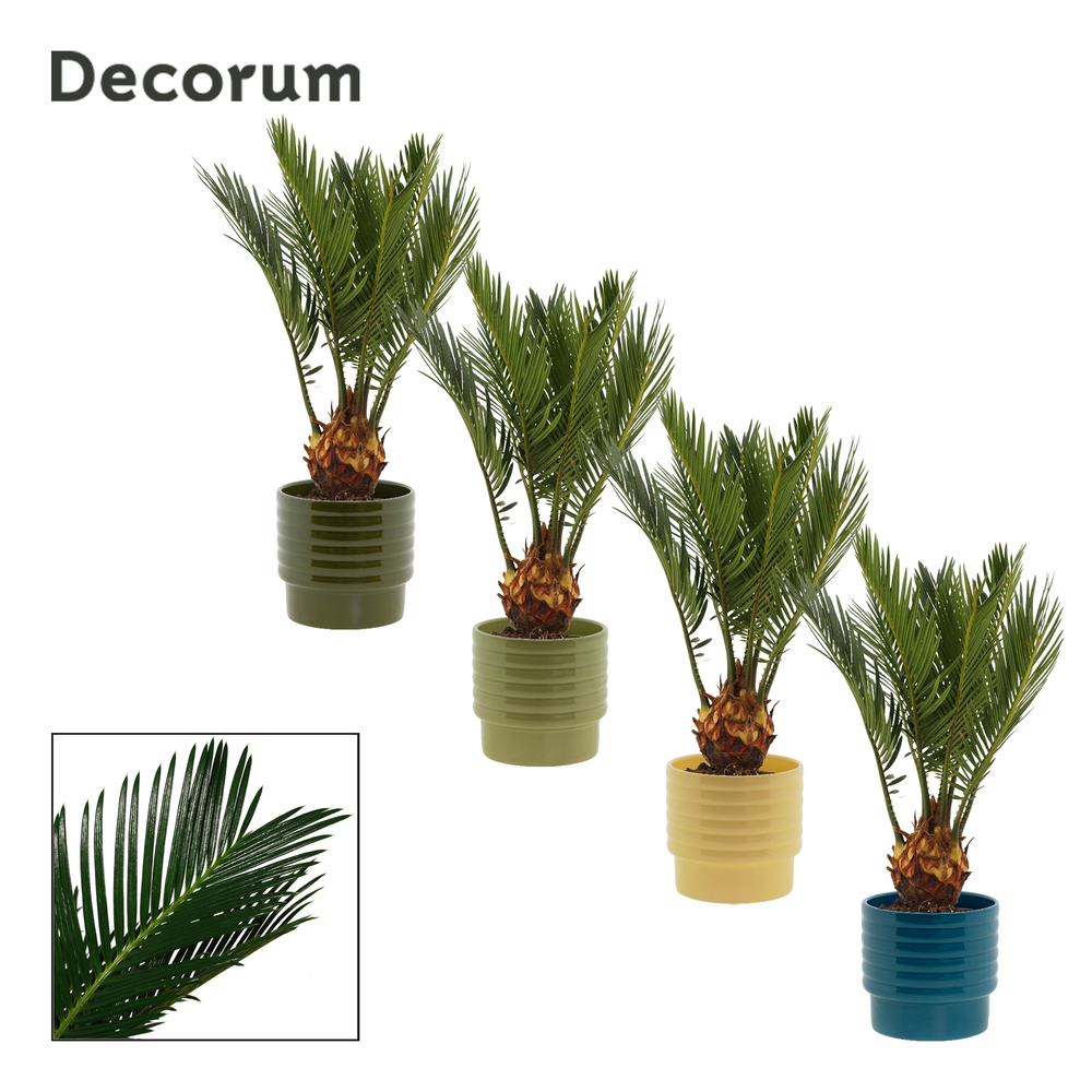 Cycas revoluta 9 cm, 4+ veren in Naemi (Tasty bubb.