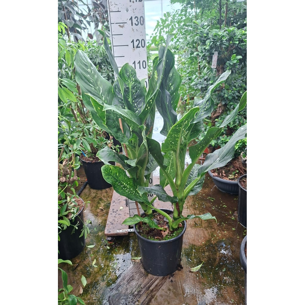 Dieffenbachia Memoria Corsii 110.