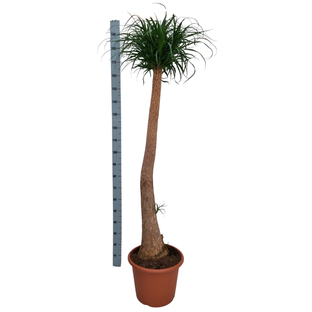 Beaucarnea 40 cm recht.