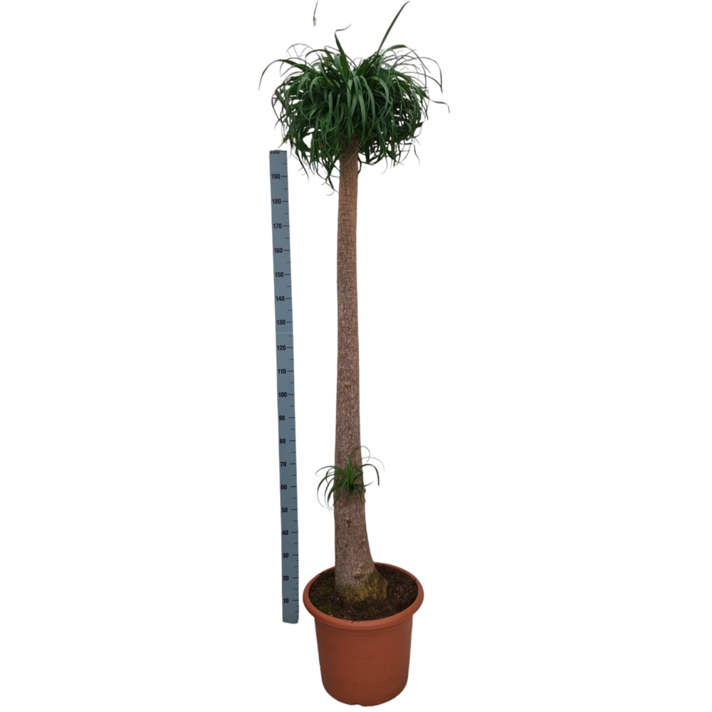Beaucarnea 45 cm recht.