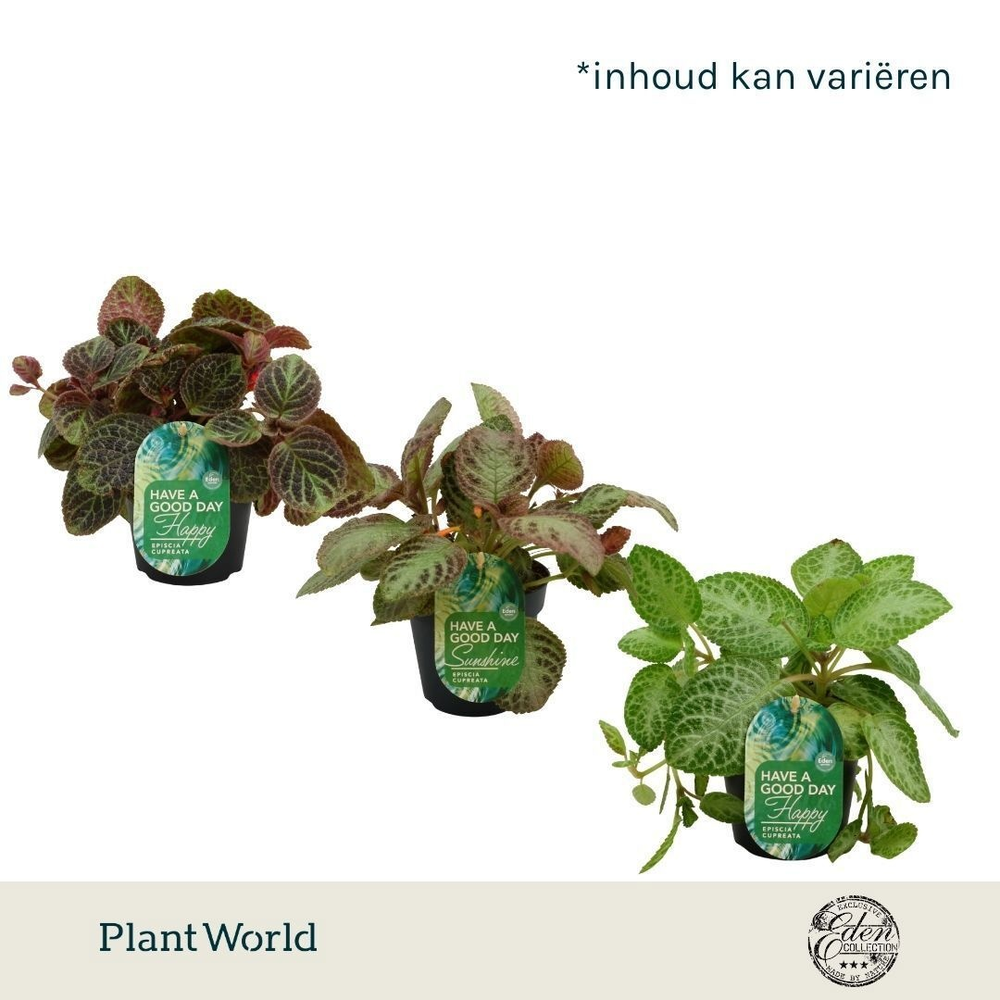 Episcia Mix, 12cm.