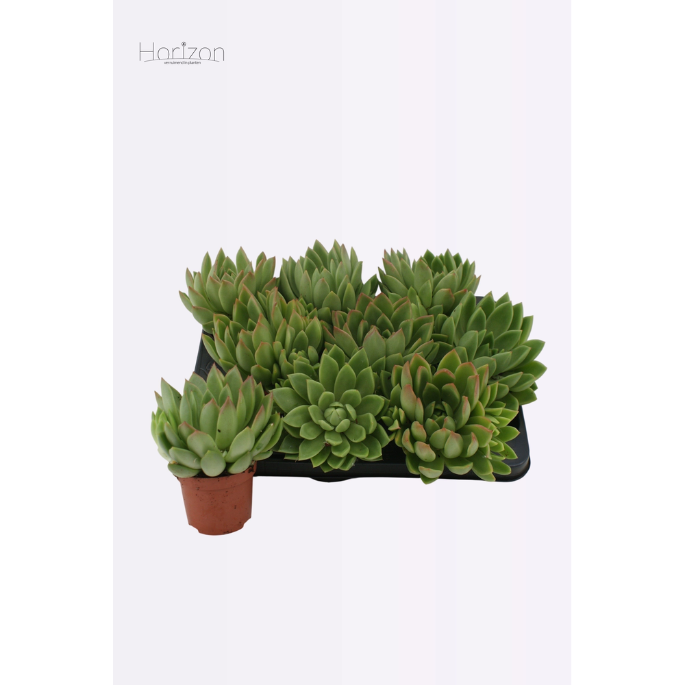 Echeveria Agavoides P9.