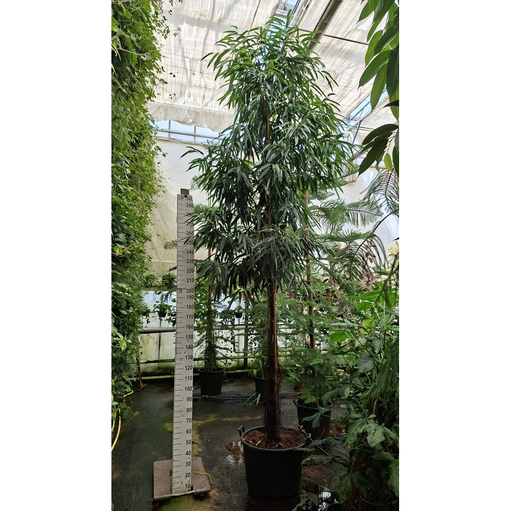 Ficus Alii multistam 450.