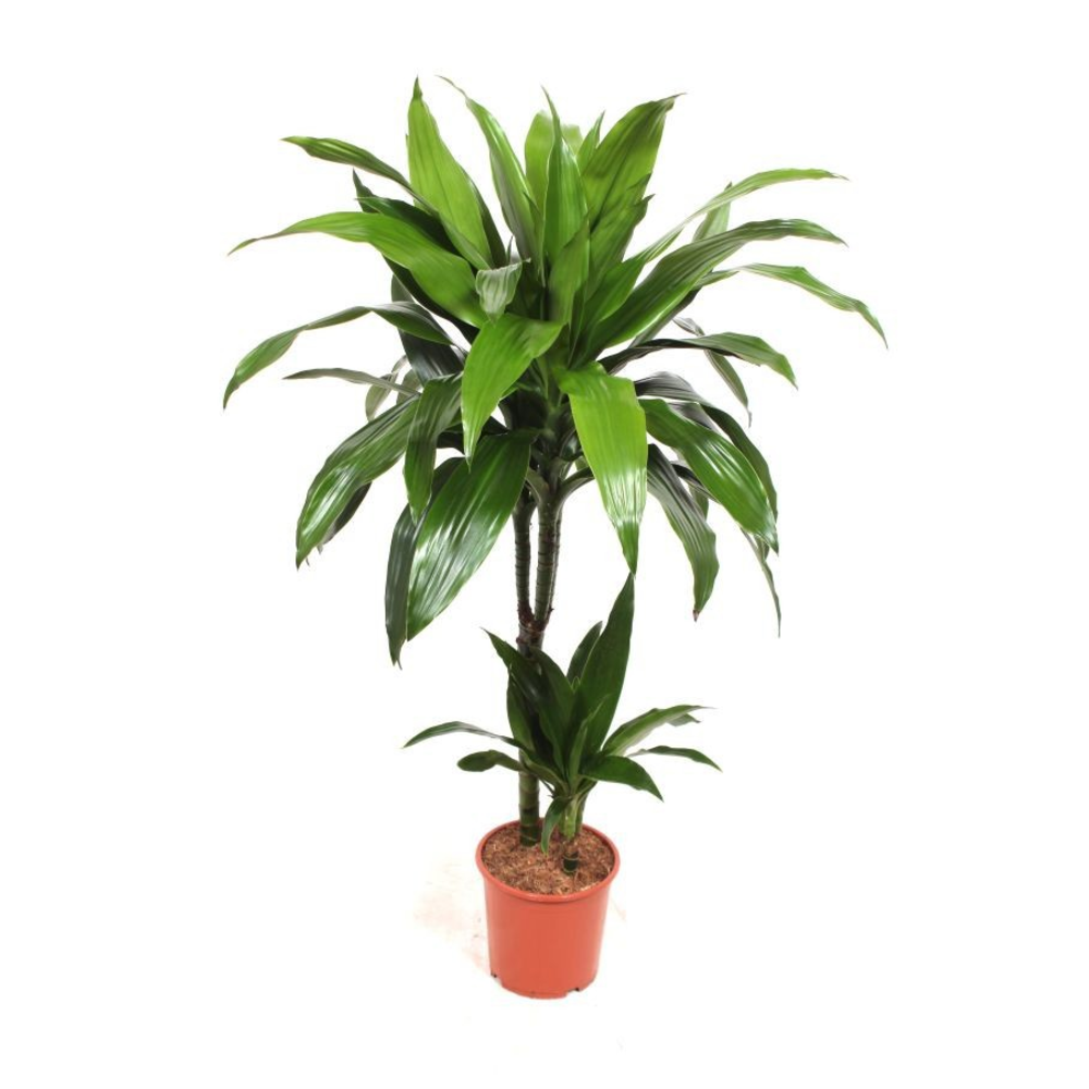 Dracaena Janet Craig 45-15.