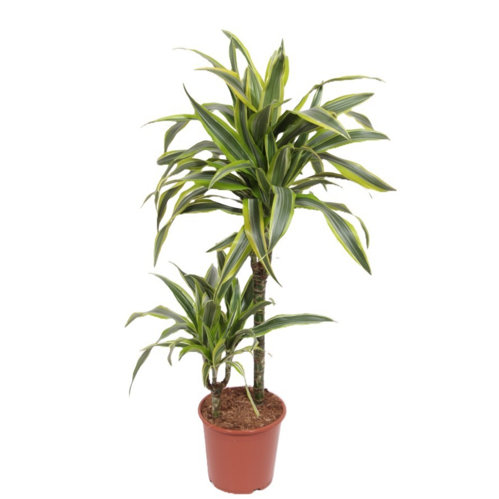 Dracaena Lemon Lime 45-15.
