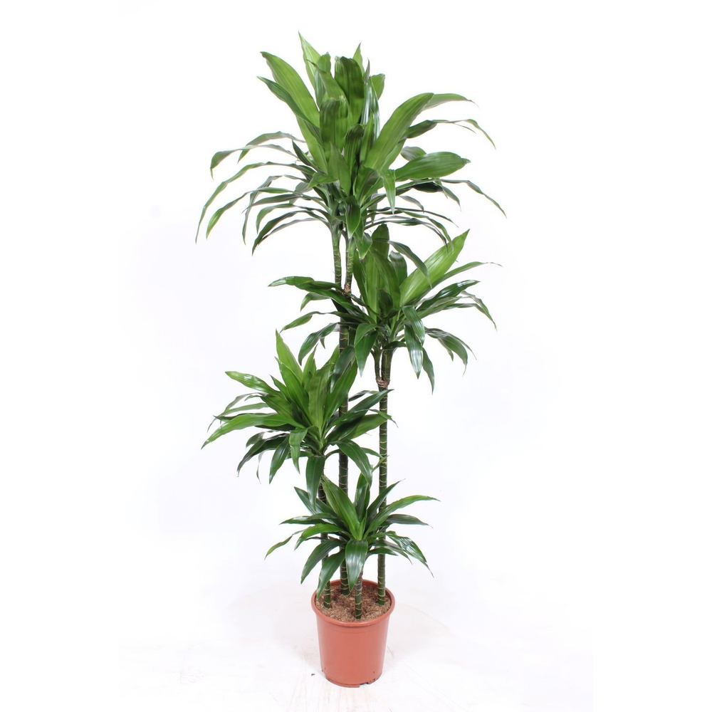 Dracaena Janet Craig 120-90-60-30.