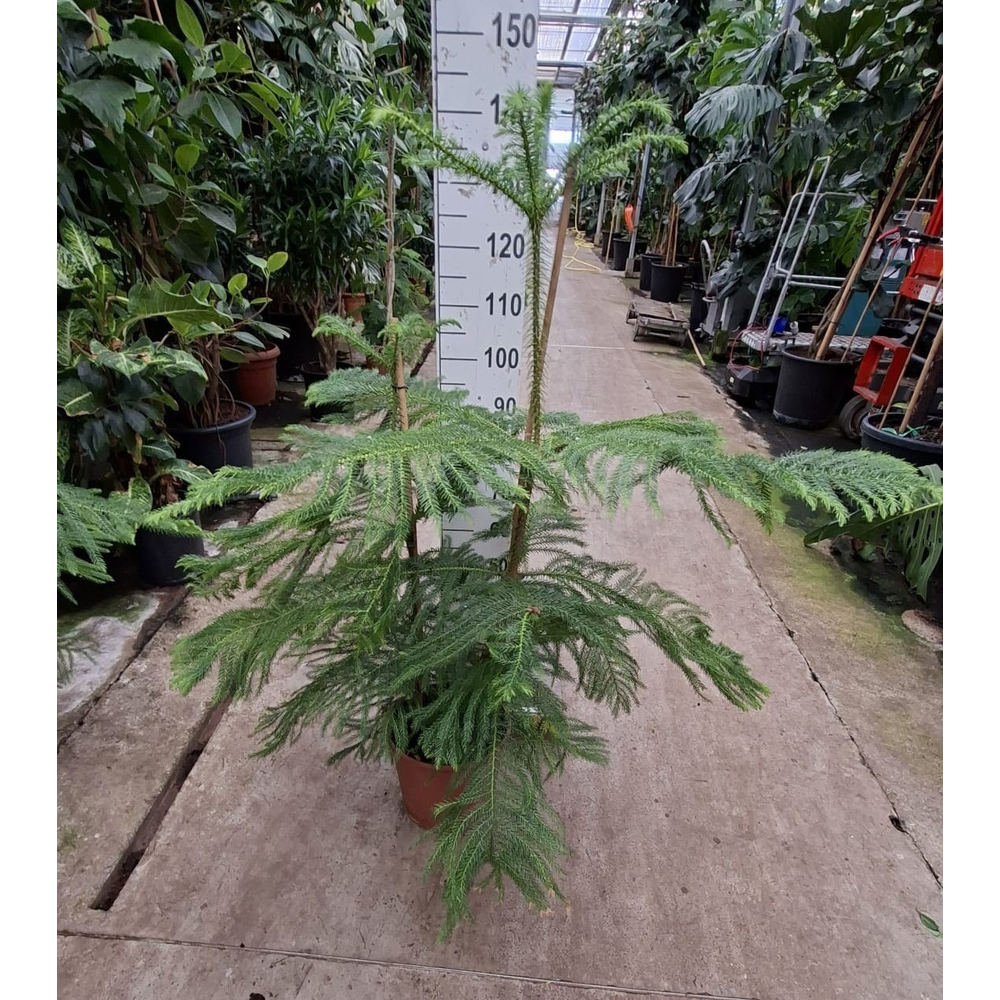 Araucaria 150.