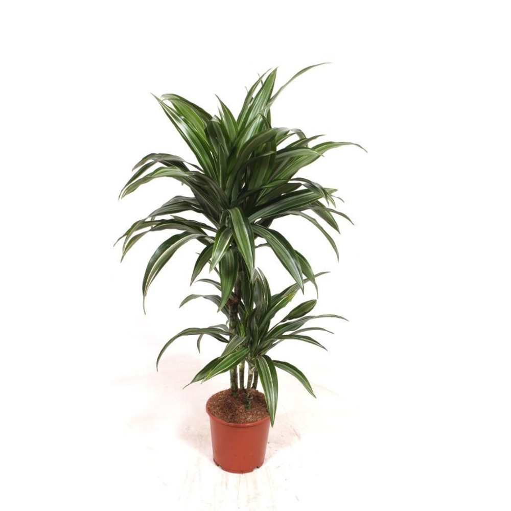 Dracaena Ulises 45-15.