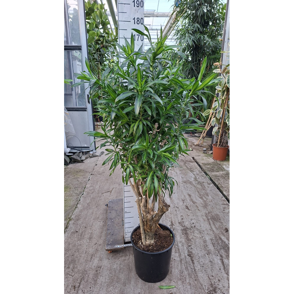 Dracaena Reflexa Song of jamaica 180.