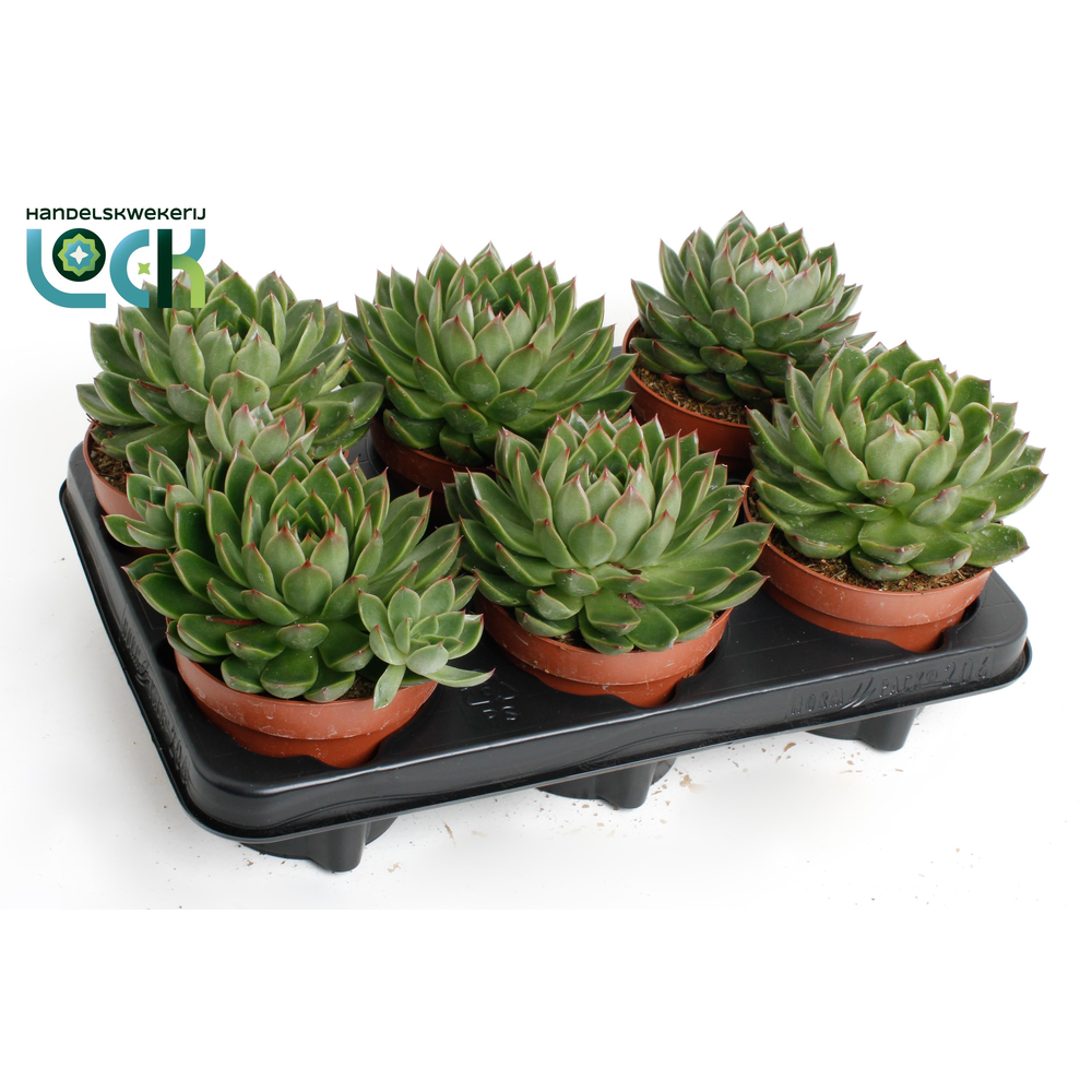 Echeveria Agavoides.