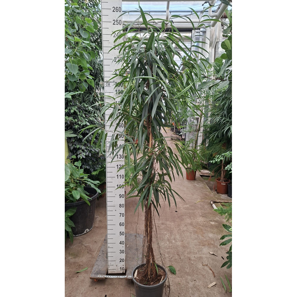 Ficus Alii gedraaide stam 250.