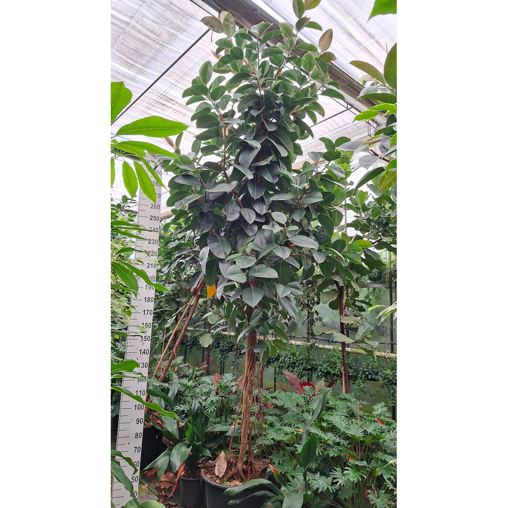 Ficus Elastica Robusta stam XXXL.