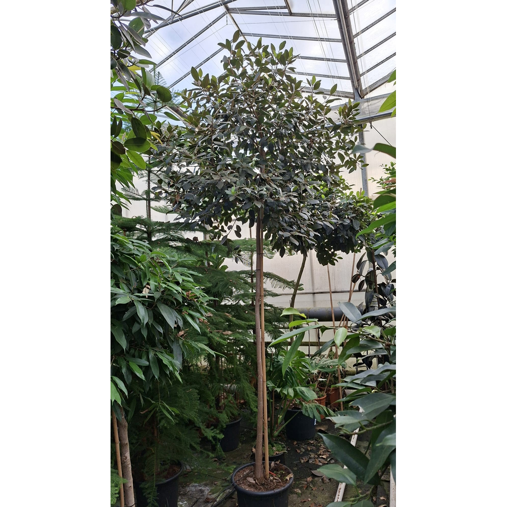 Ficus rubiginosa Australis stam 330.