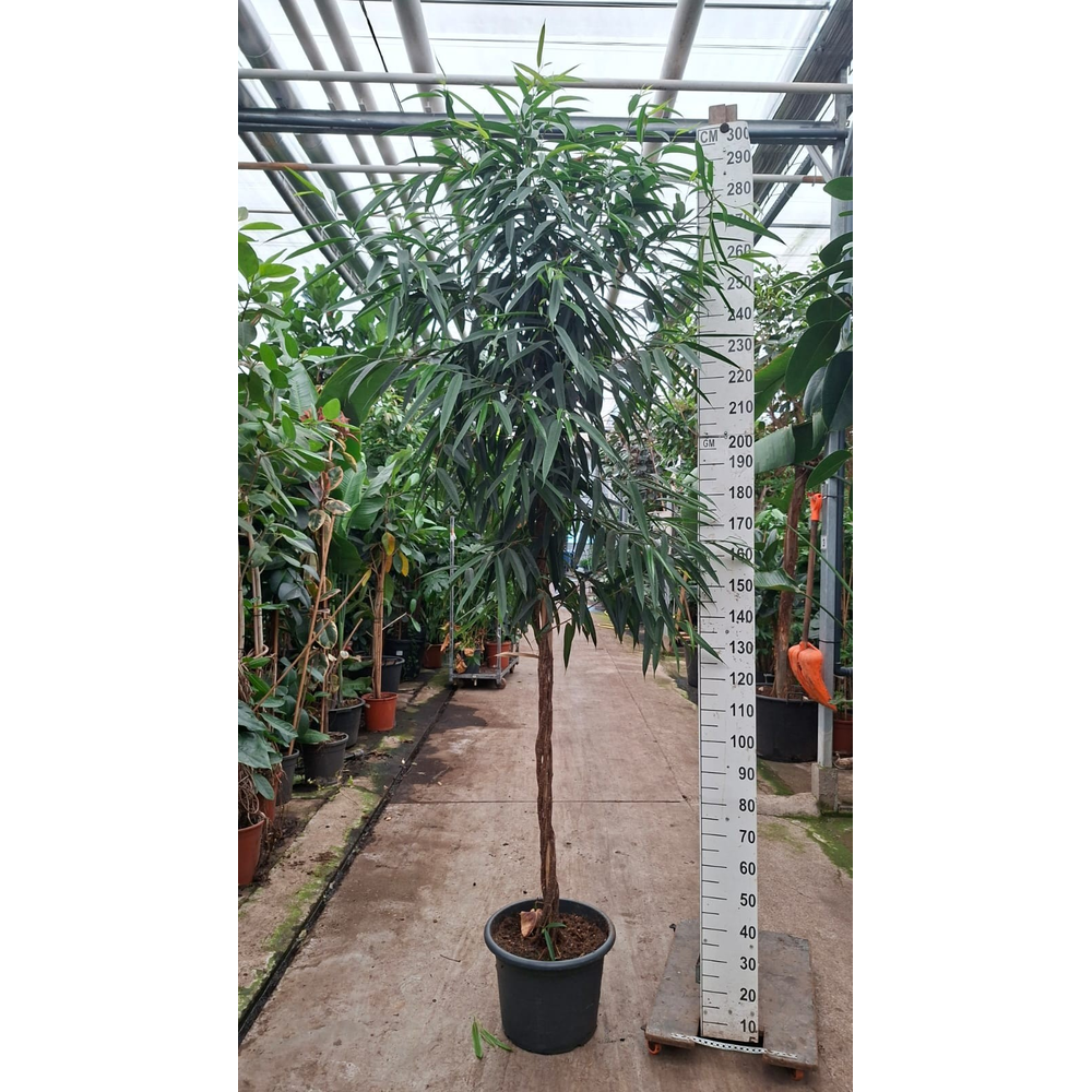 Ficus Alii gedraaide stam 280.