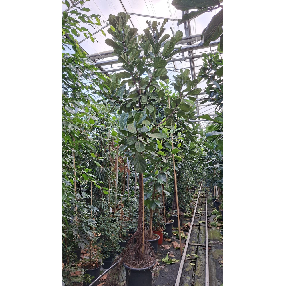 Ficus Lyrata stam 450.