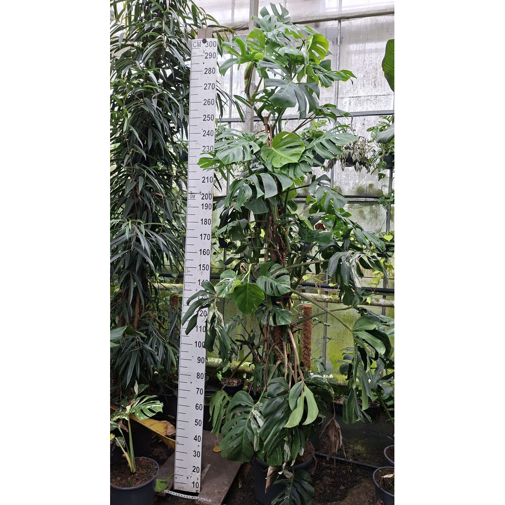 Monstera Del. var. XXL 280.