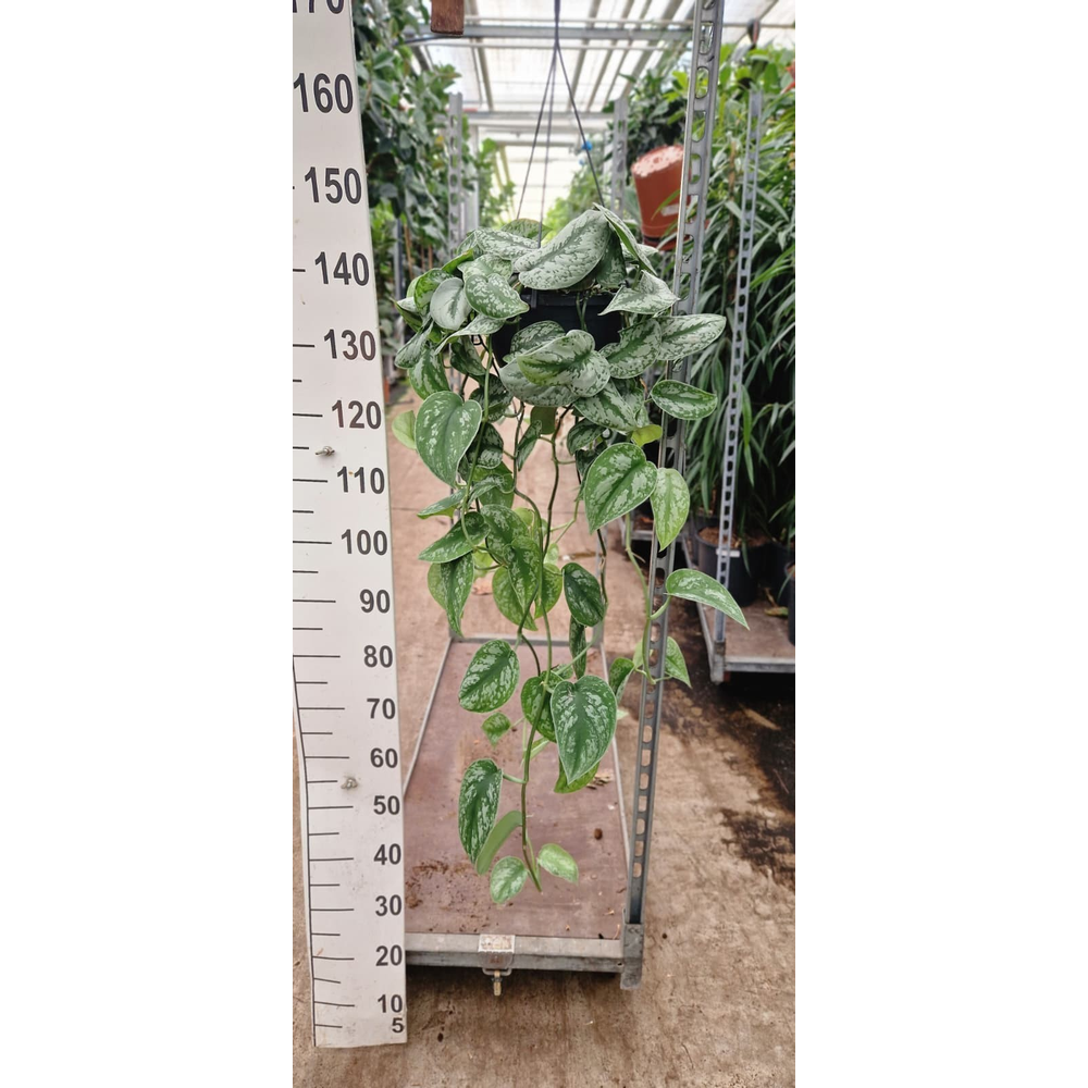 Scindapsus pictus Trebie hangplant.