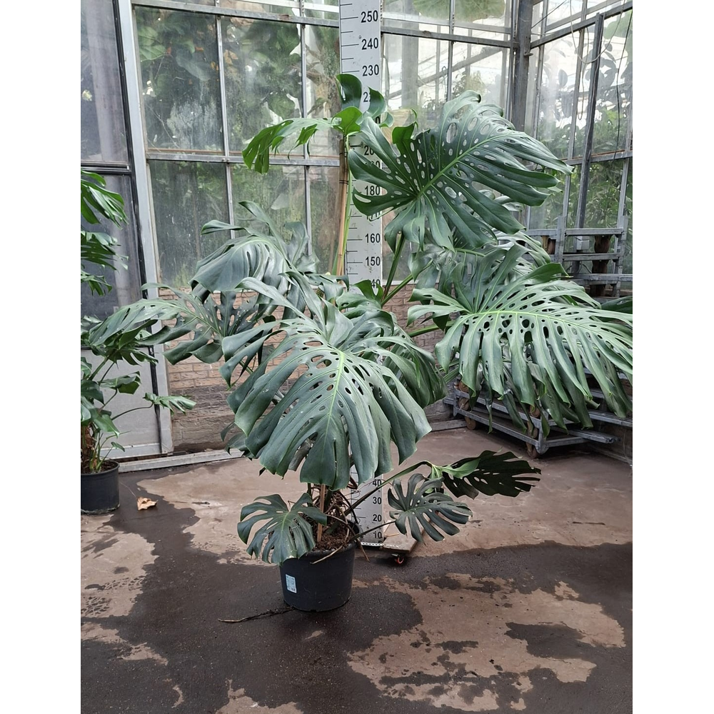 Monstera Deliciosa XXL 240.