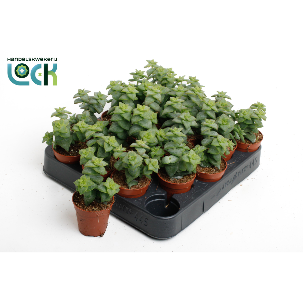 Crassula Perforata.